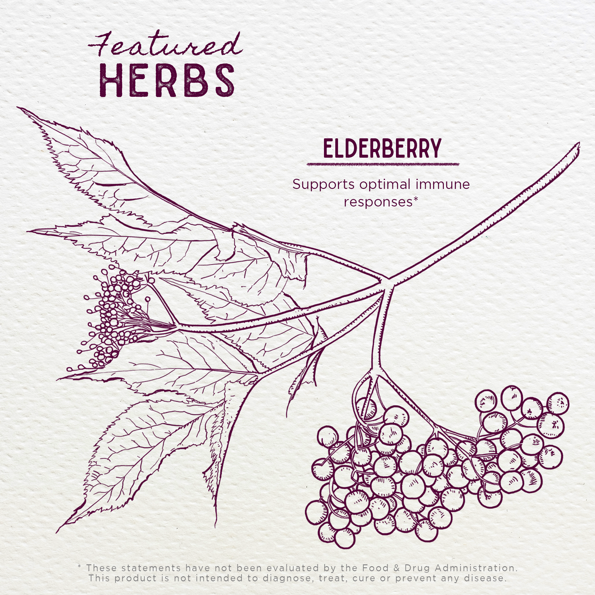 Elderberry - Adult image