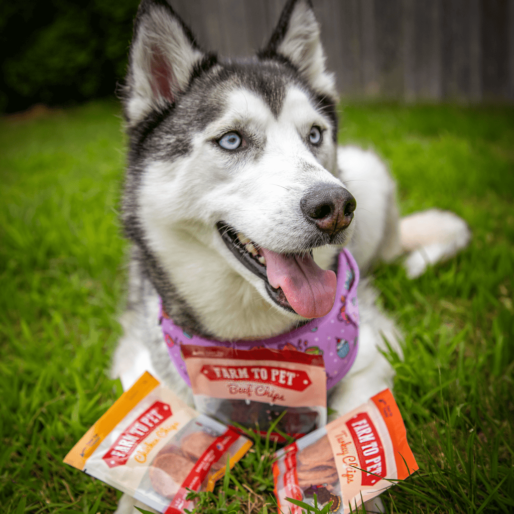 Snack Pack Dog Treat Sampler - Snack Pack image