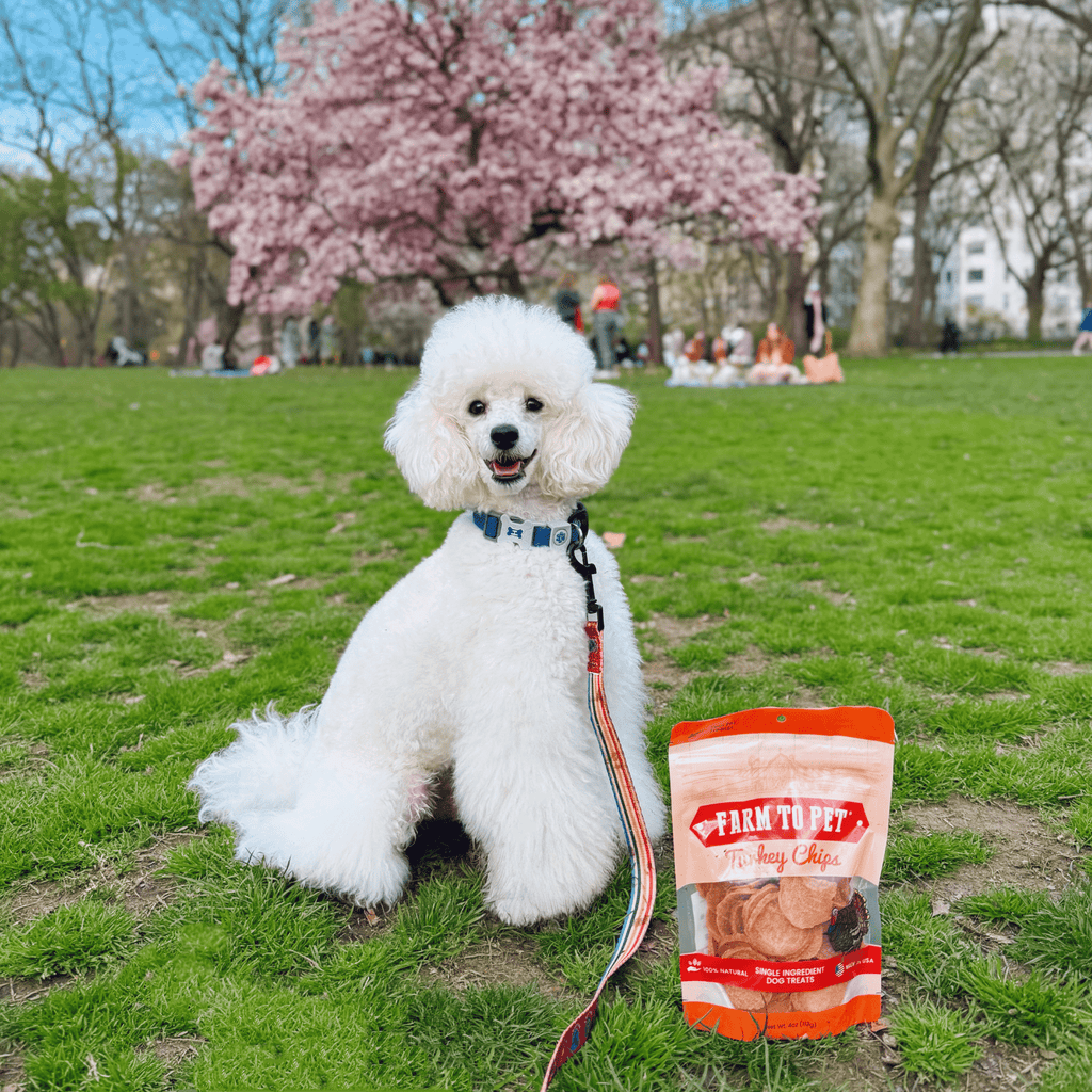 Turkey Chips for Dogs | All-Natural Single-Ingredient Healthy Dog Treats - Chip image