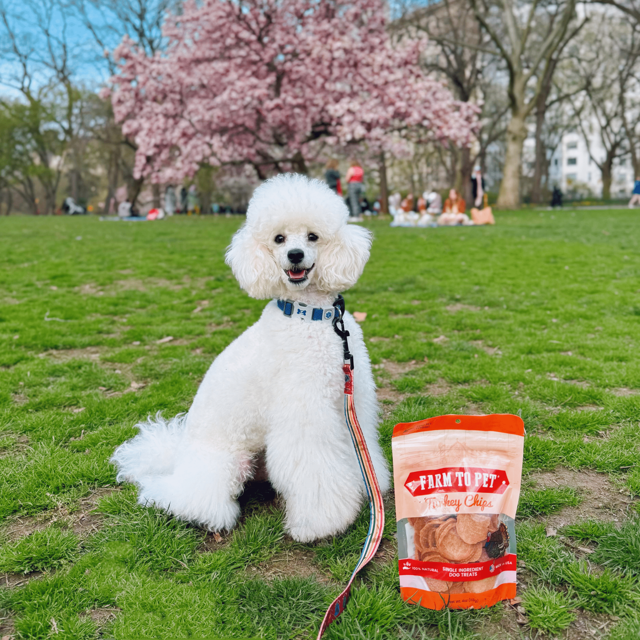 Turkey Chips for Dogs | All-Natural Single-Ingredient Healthy Dog Treats - Chip image