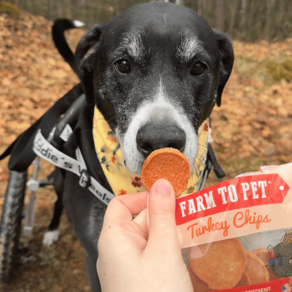 Turkey Chips Snack Pack Bundles | Low Allergen Treats for Training - Snack Pack image
