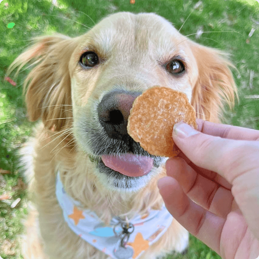 Chicken Chips for Dogs | All-Natural Single-Ingredient Dog Treats - Chip image