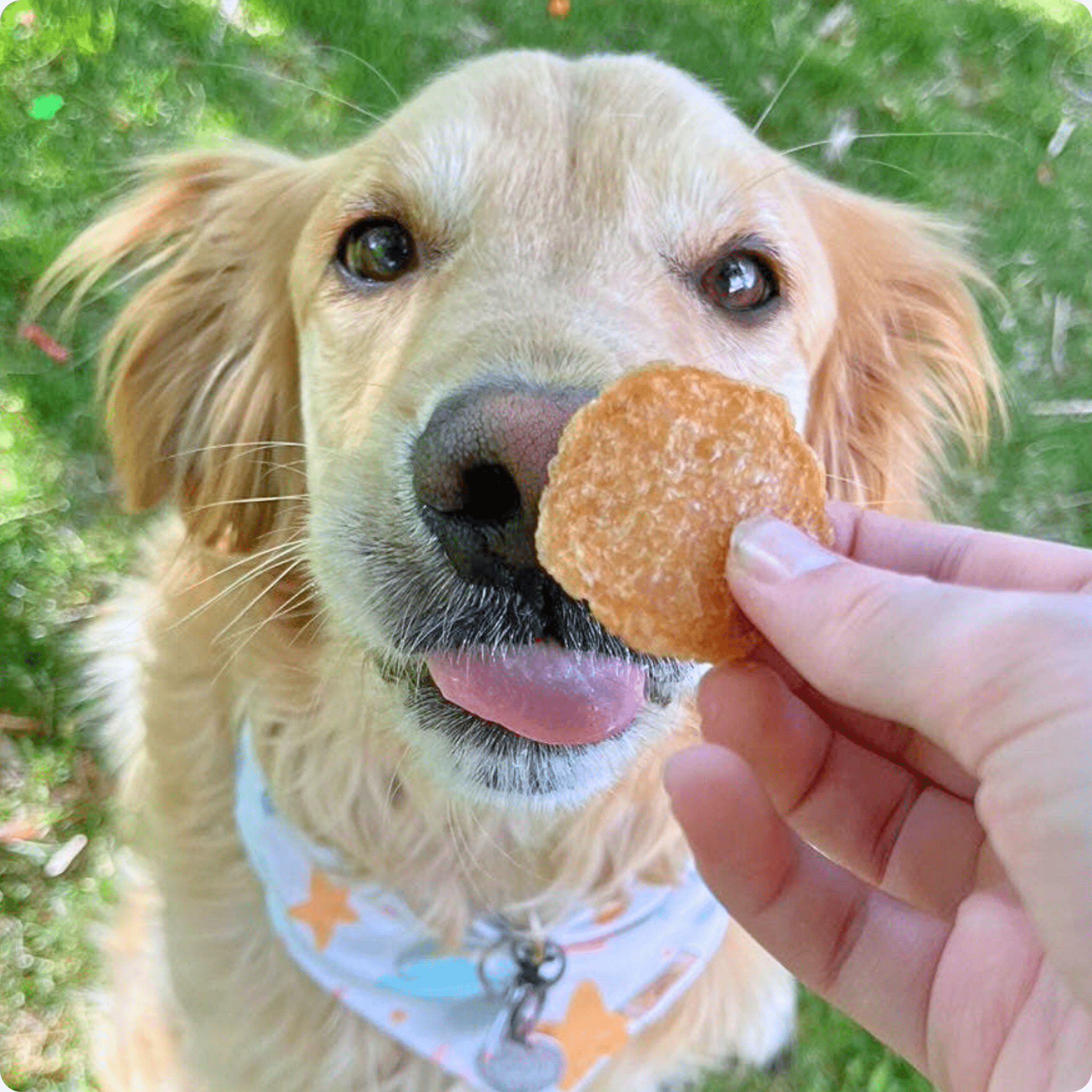 Chicken Chips for Dogs | All-Natural Single-Ingredient Dog Treats - Chip image