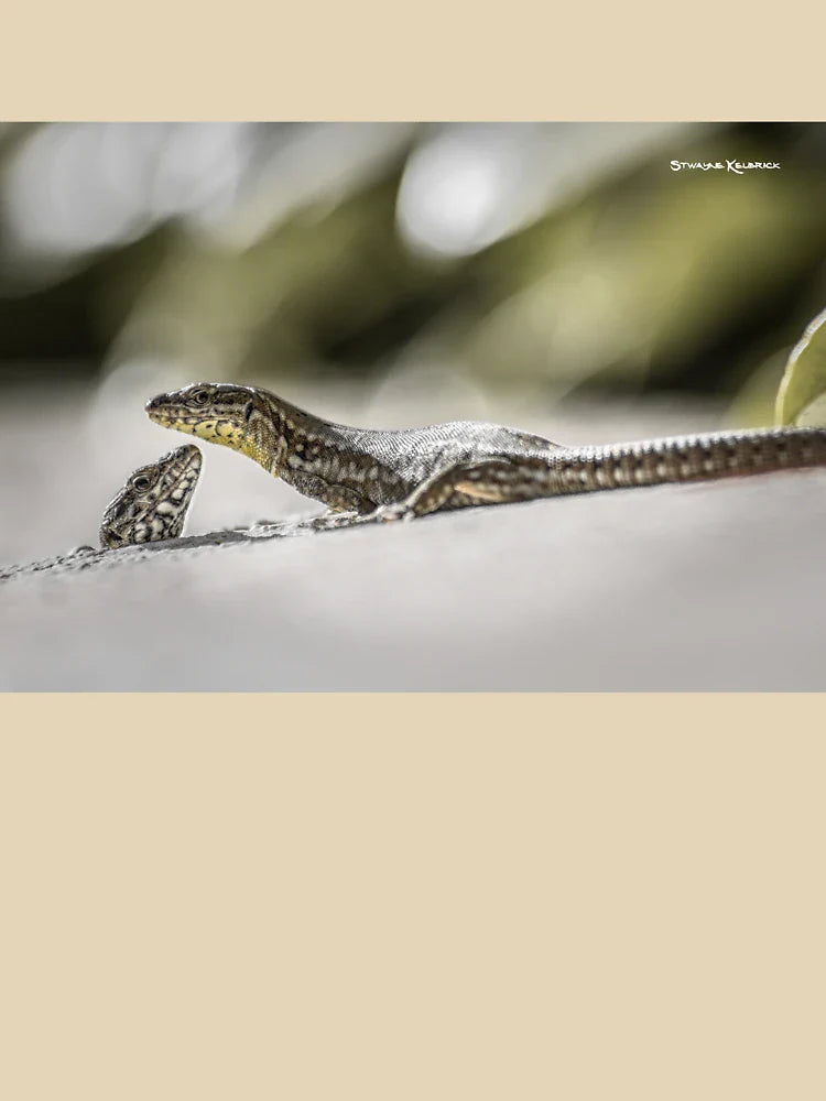 The charming lizards