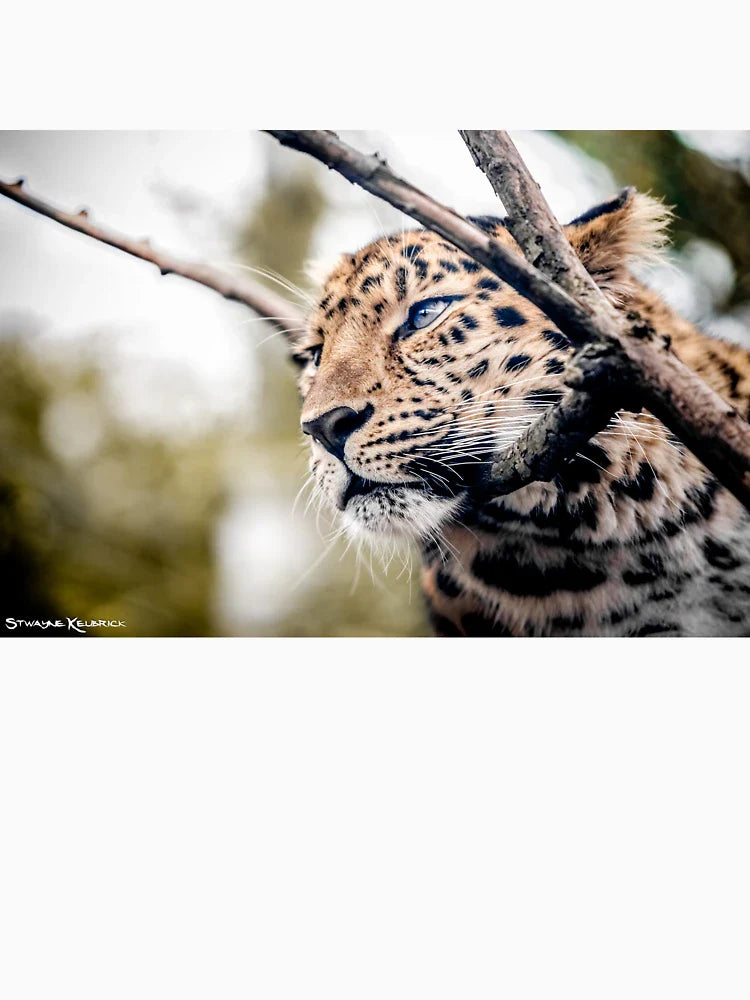 Love Panther IV