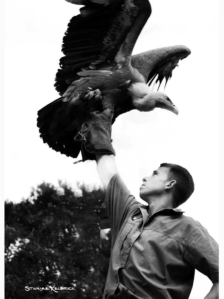 King of vultures