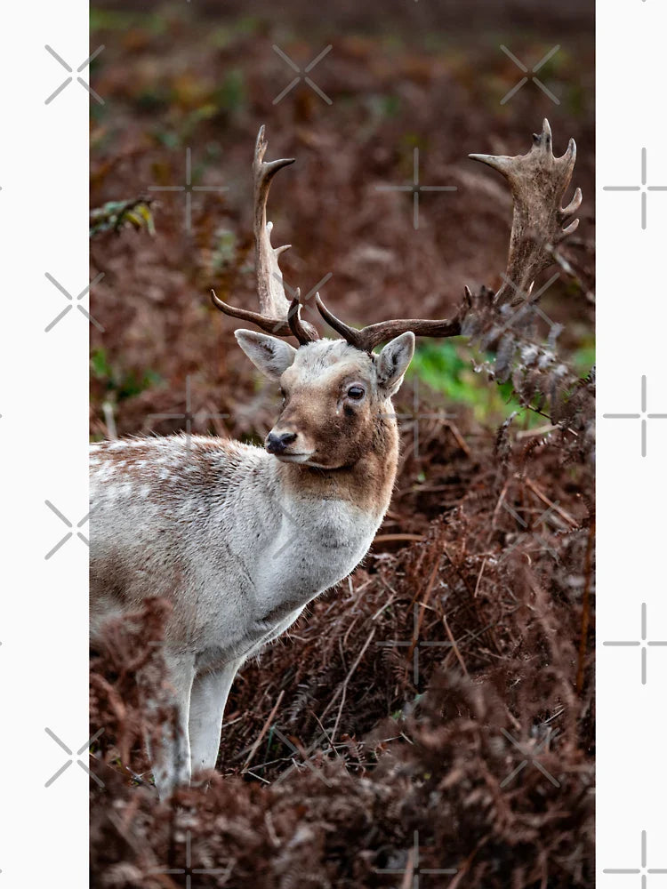 White Stag