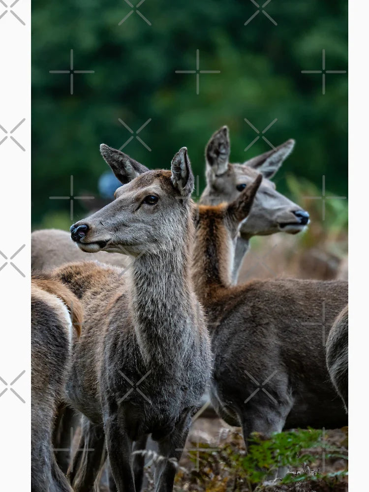 Deer Herd